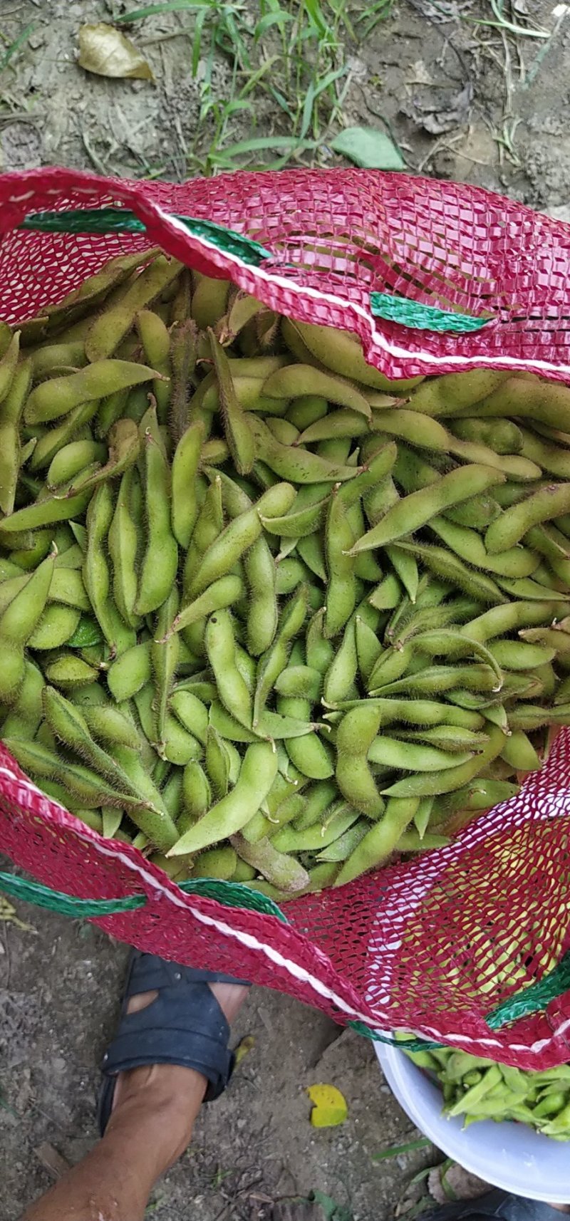 精品毛豆上市！