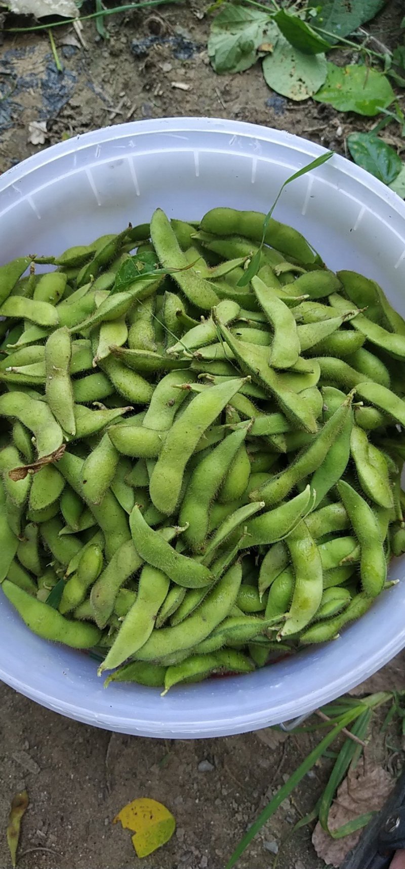精品毛豆上市！
