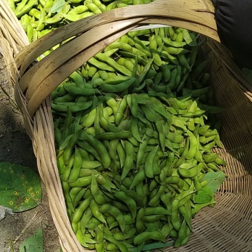 精品毛豆上市！