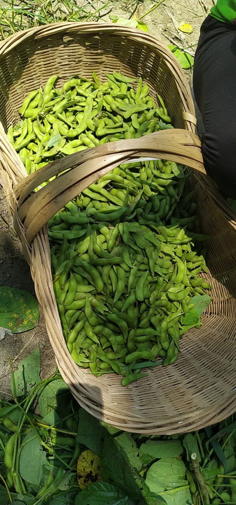 精品毛豆上市！