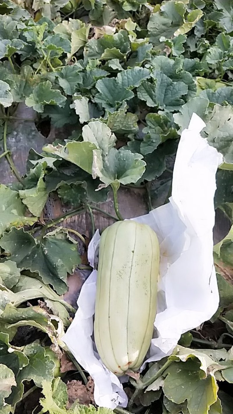 脆瓜