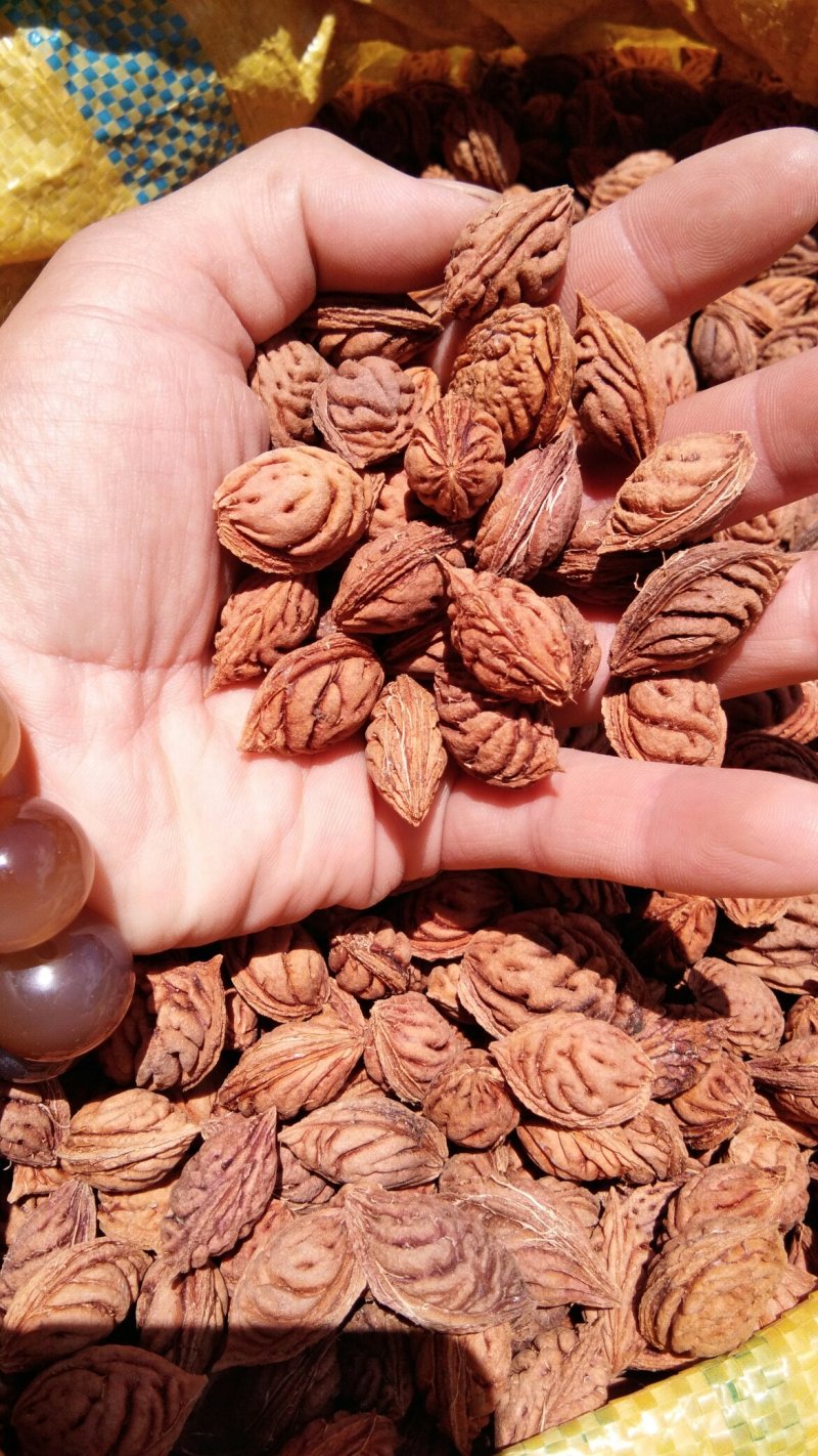 毛桃核