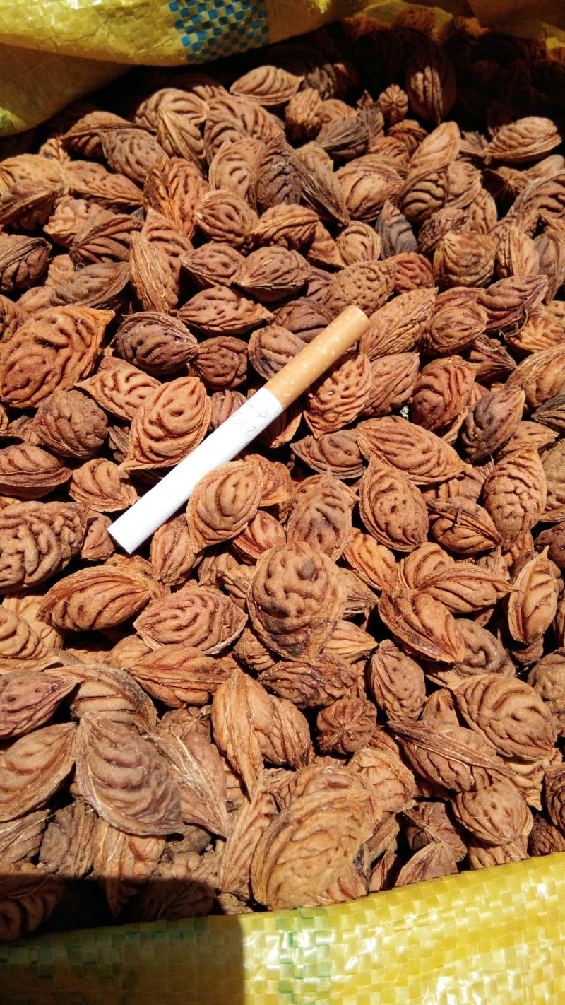 毛桃核