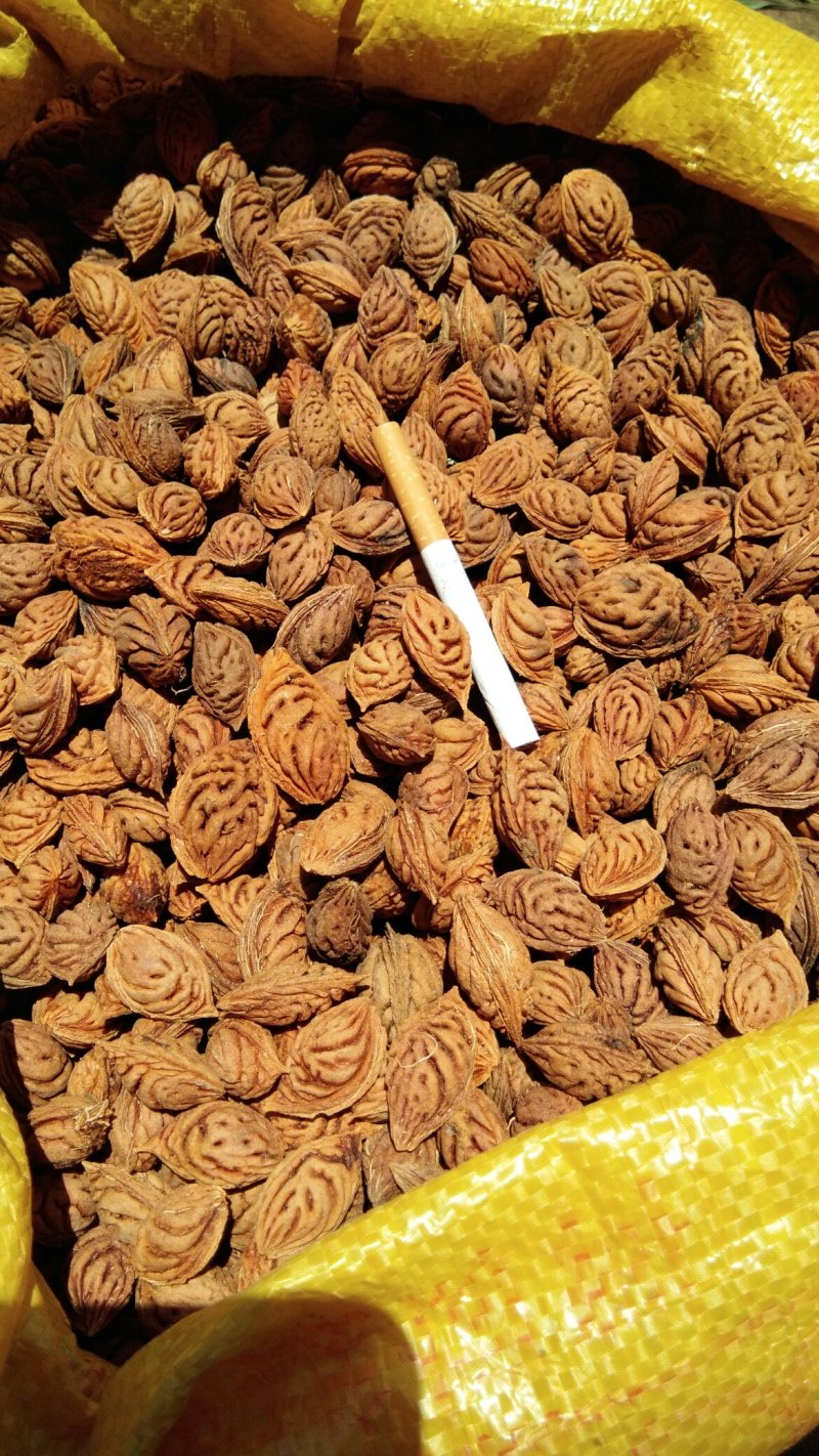 毛桃核