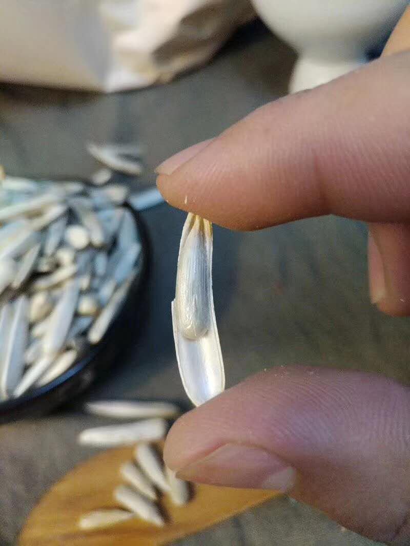 阿克苏马牙牙签瓜子