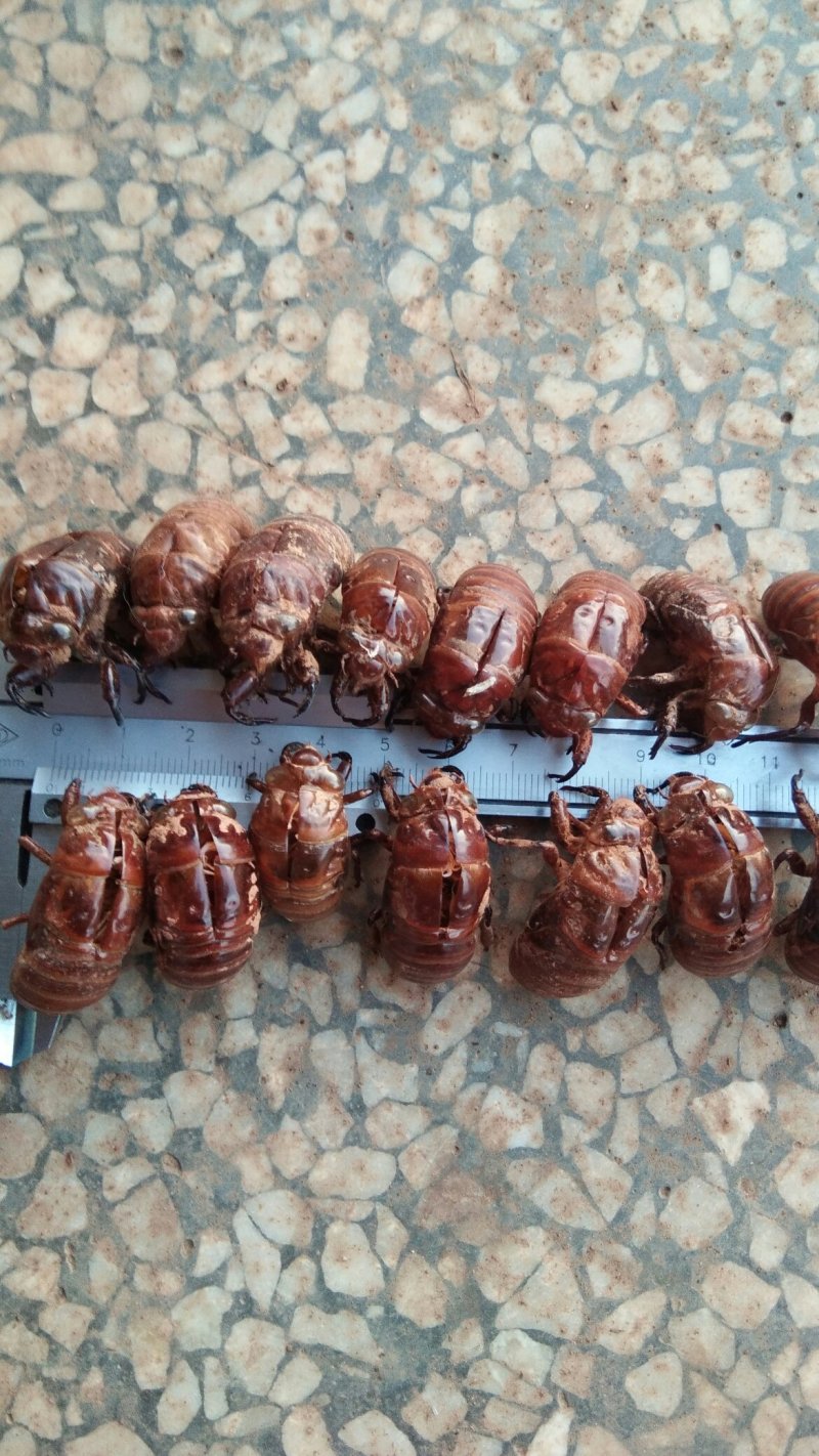 湖南郴州地产野生蝉蜕