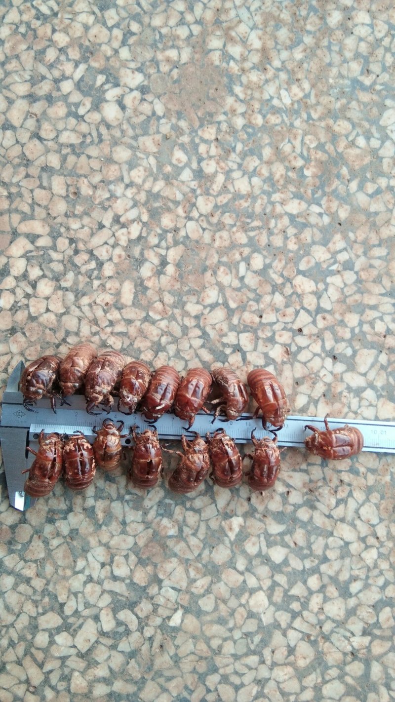 湖南郴州地产野生蝉蜕