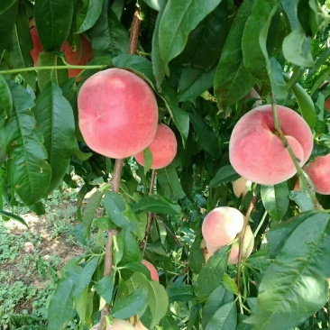 鲁红618桃子，