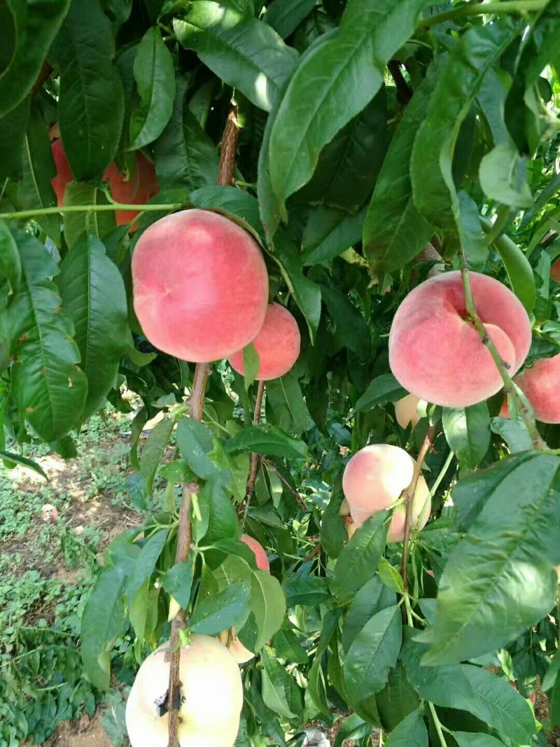 鲁红618桃子，