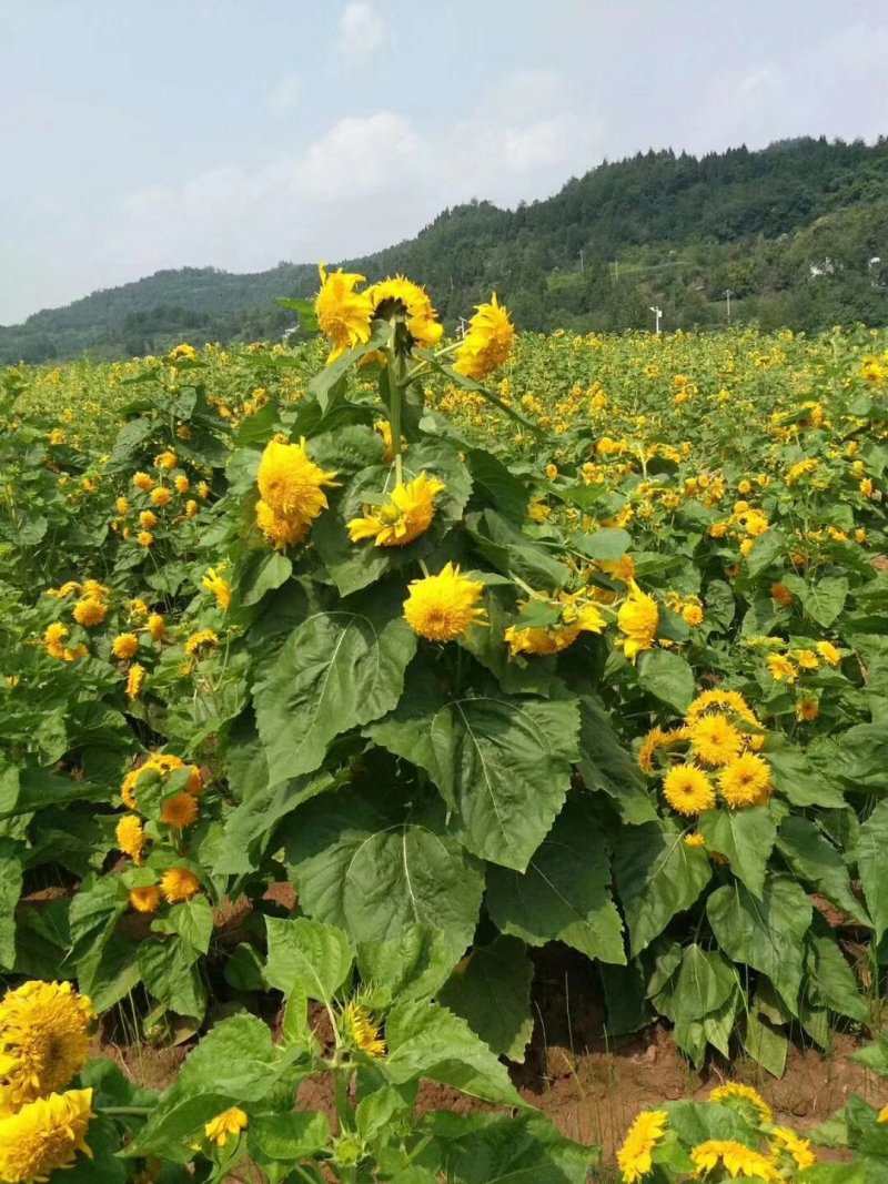 玩具熊矮化向日葵种子观赏彩色高发芽率可货到付款新种