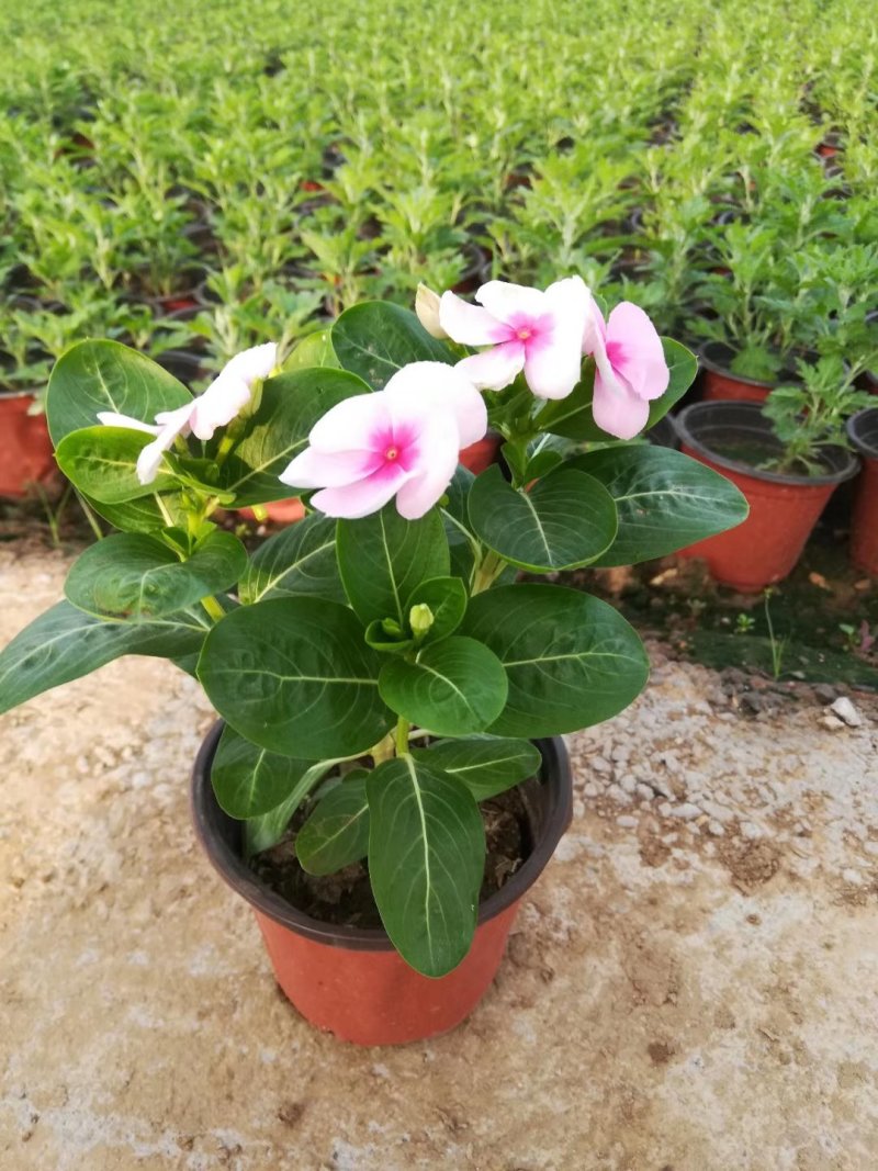 长春花🌸日日春四季开花耐热耐旱易种活