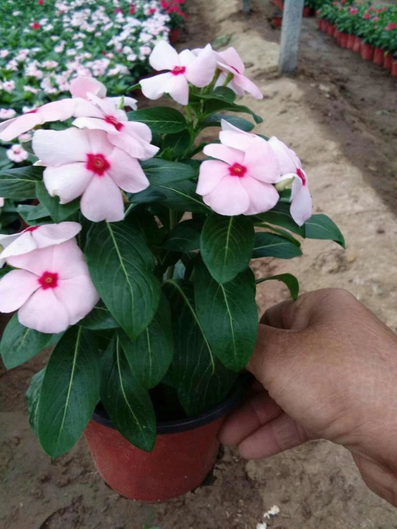 长春花🌸日日春四季开花耐热耐旱易种活