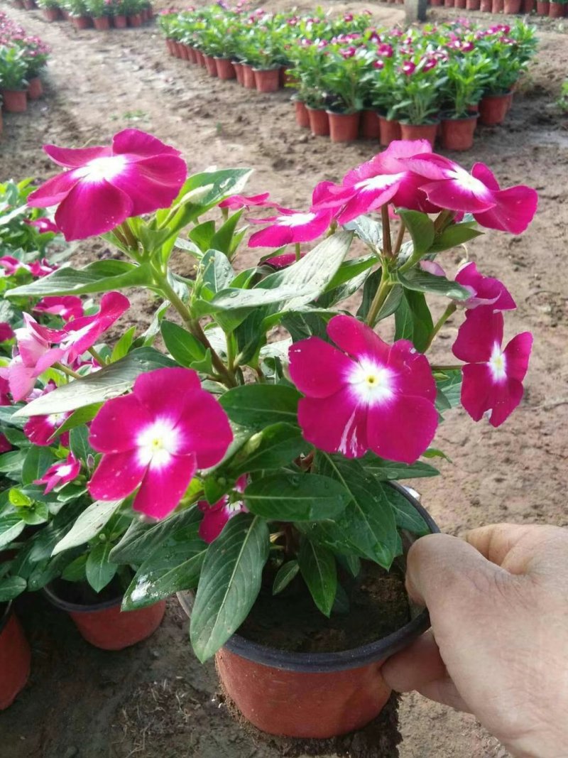 长春花🌸日日春四季开花耐热耐旱易种活