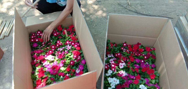 长春花🌸日日春四季开花耐热耐旱易种活