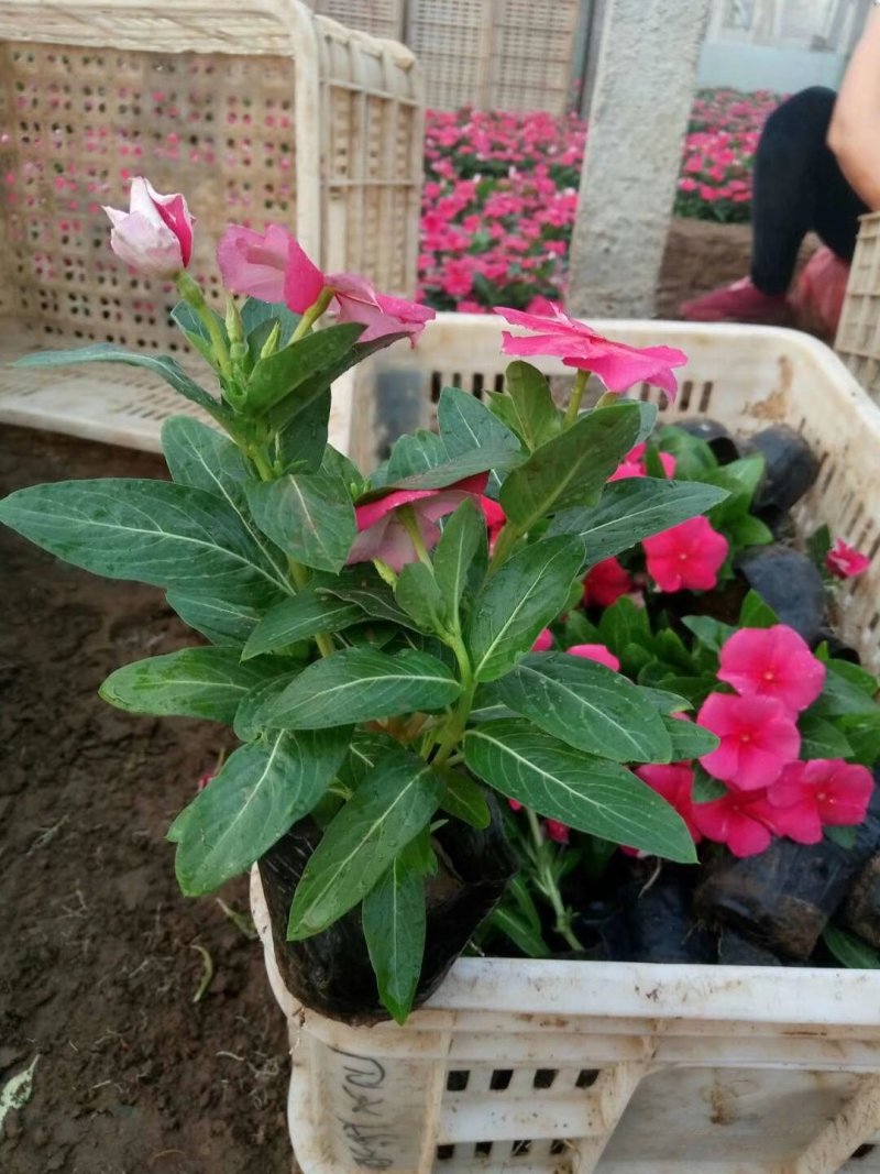 长春花🌸日日春四季开花耐热耐旱易种活