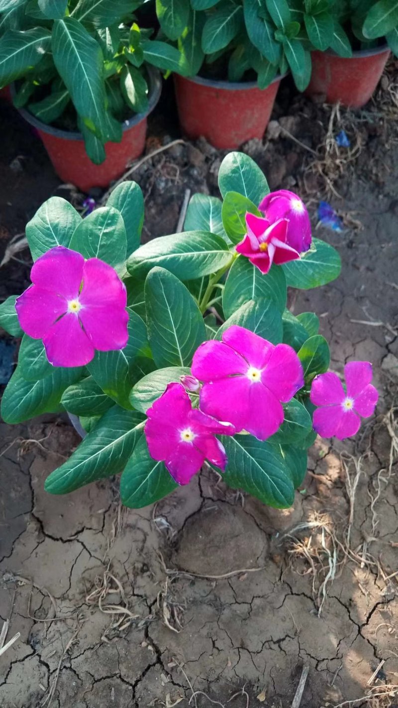 长春花🌸日日春四季开花耐热耐旱易种活