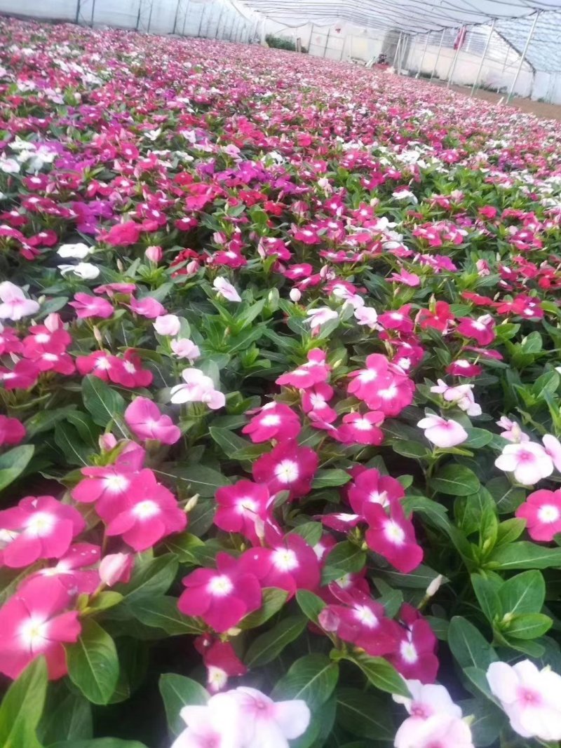 长春花🌸日日春四季开花耐热耐旱易种活