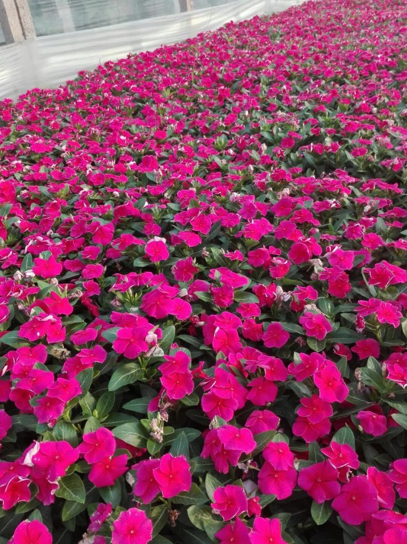 长春花🌸日日春四季开花耐热耐旱易种活