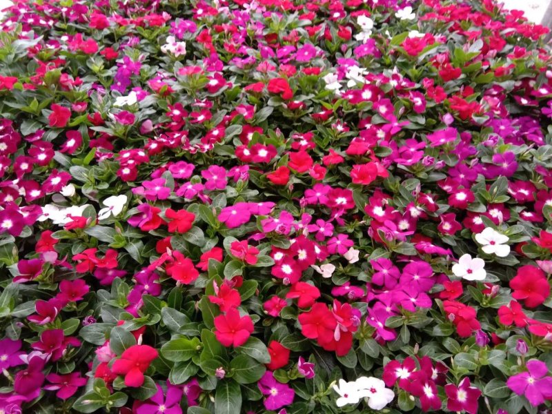 长春花🌸日日春四季开花耐热耐旱易种活