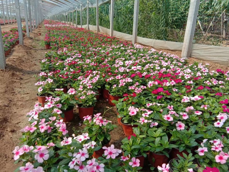 长春花🌸日日春四季开花耐热耐旱易种活