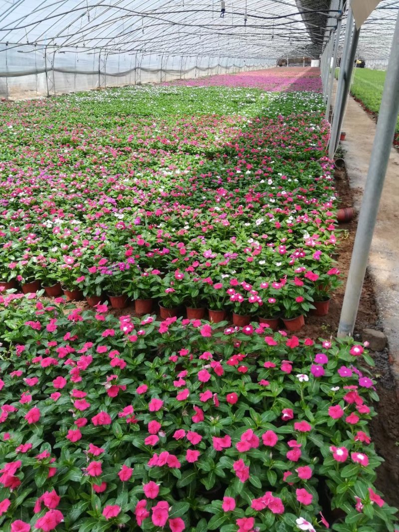 长春花🌸日日春四季开花耐热耐旱易种活
