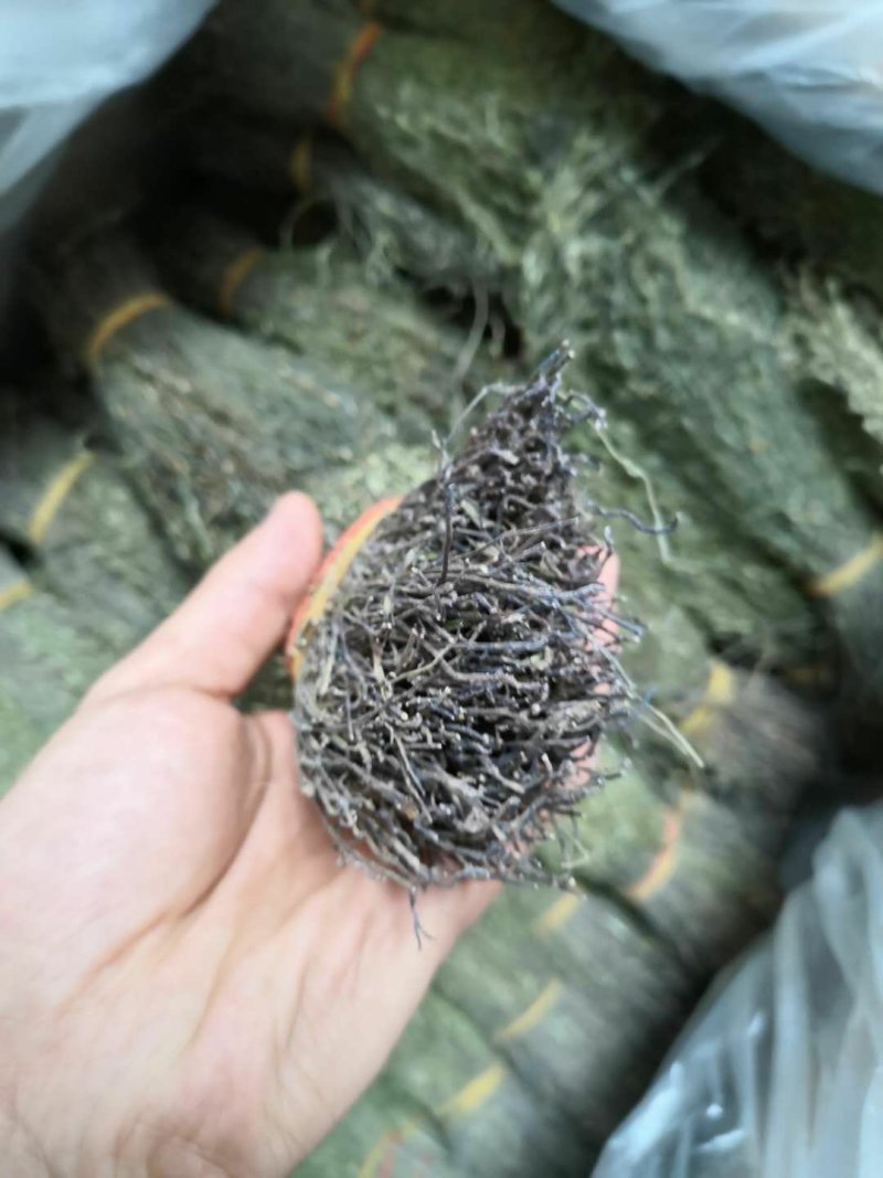 野生独脚金～野生独角甘