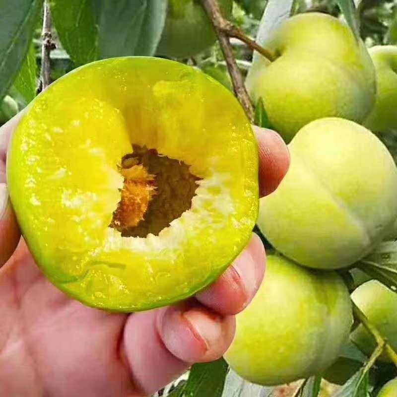 离核青脆李