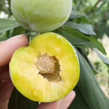 离核青脆李