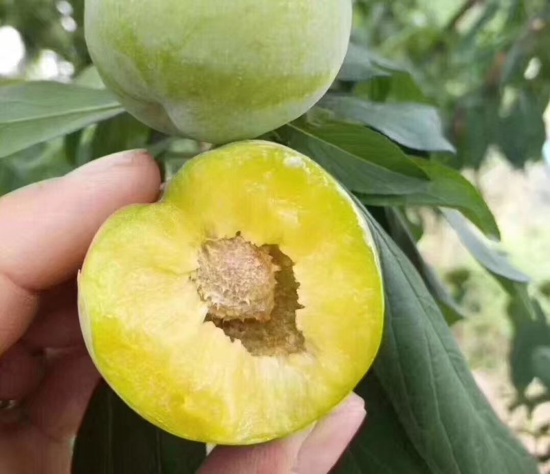 离核青脆李