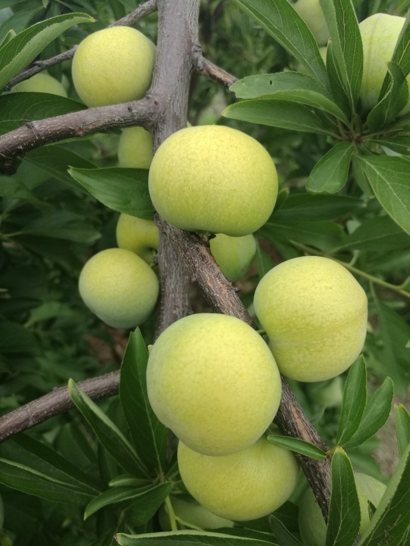 离核青脆李