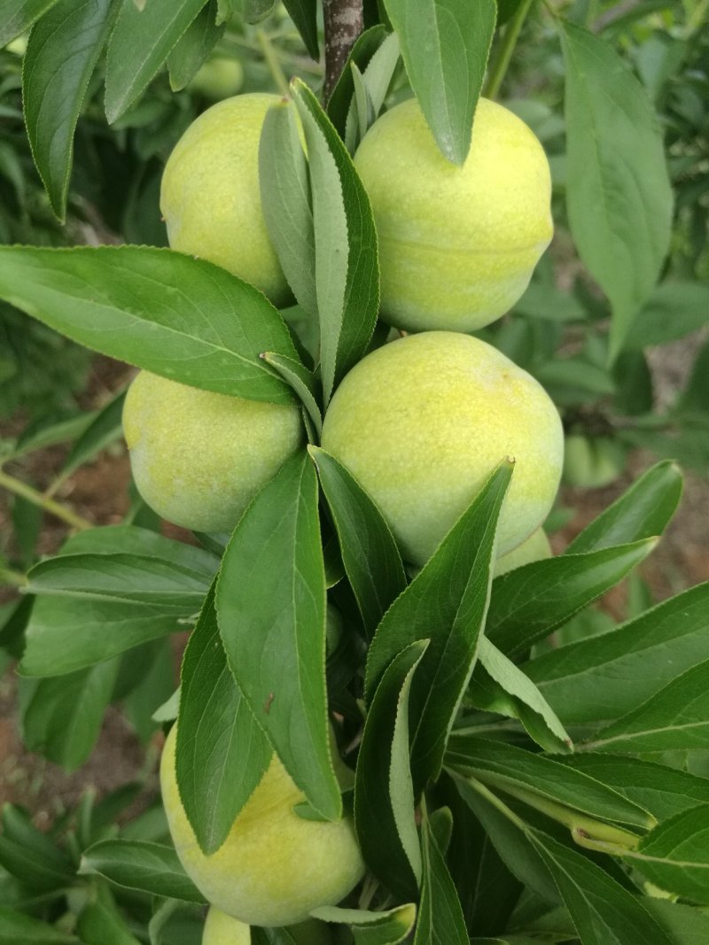 离核青脆李