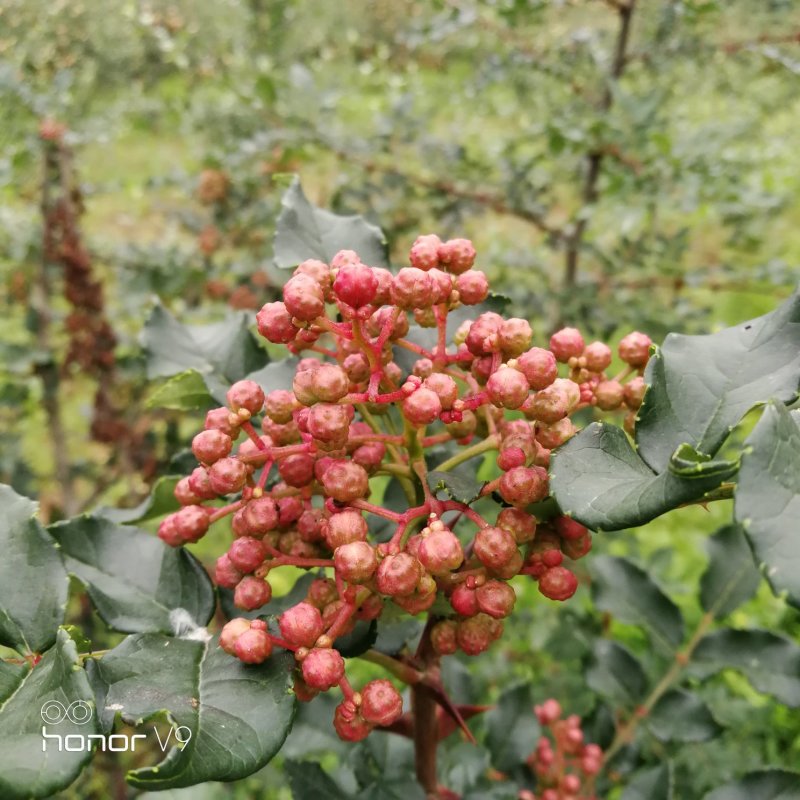 大红袍花椒凤椒，干货量大