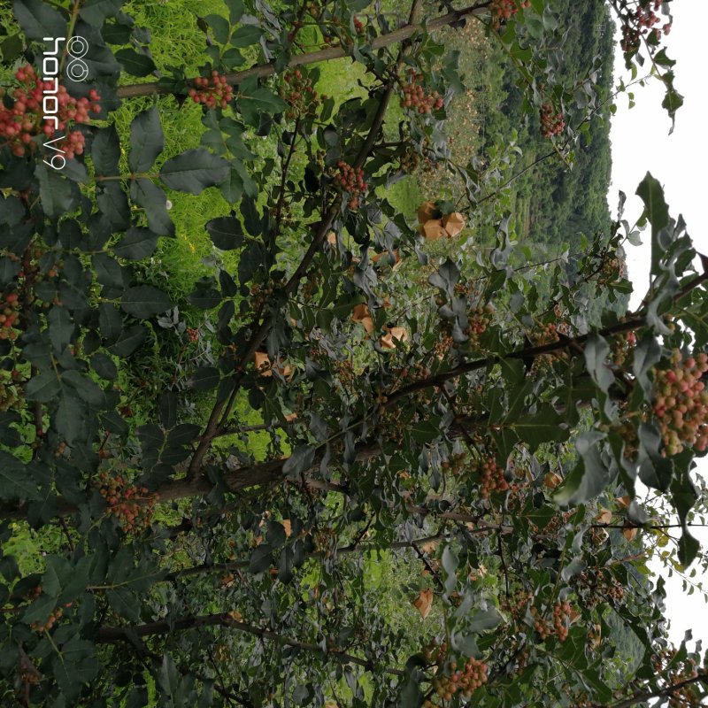 大红袍花椒凤椒，干货量大