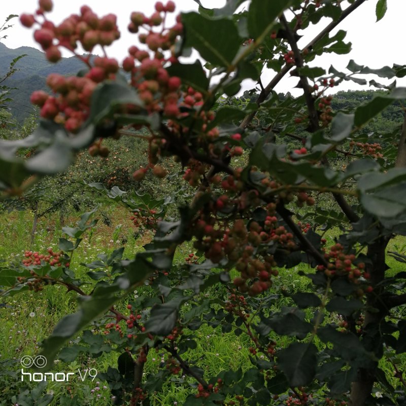 大红袍花椒凤椒，干货量大