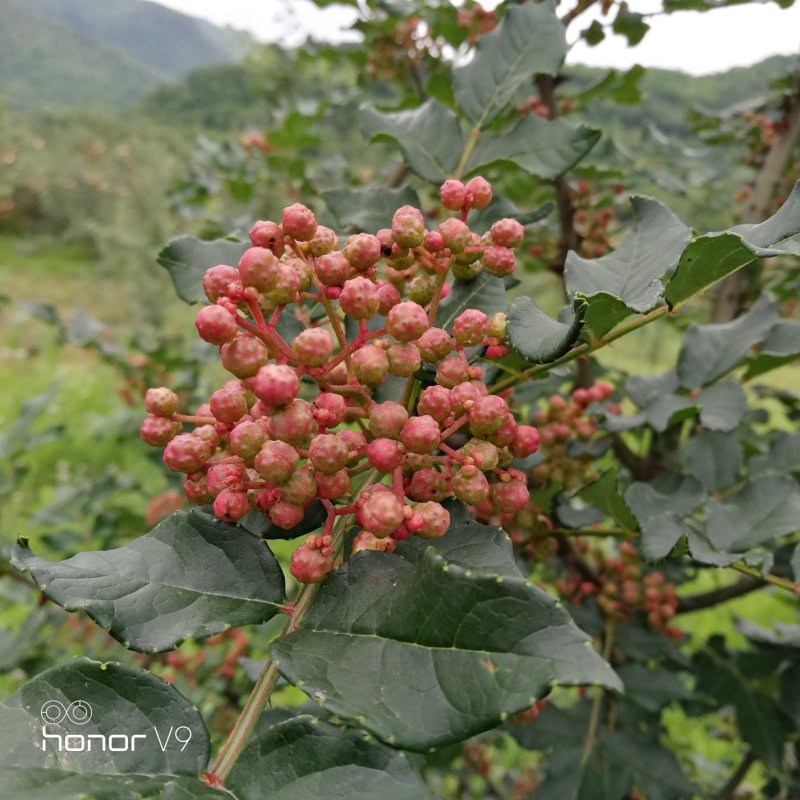 大红袍花椒凤椒，干货量大