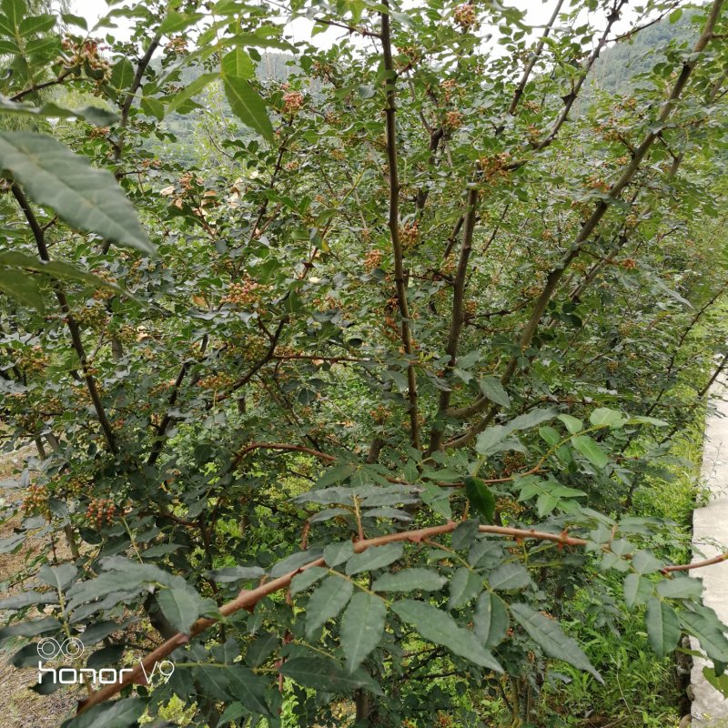 大红袍花椒凤椒，干货量大