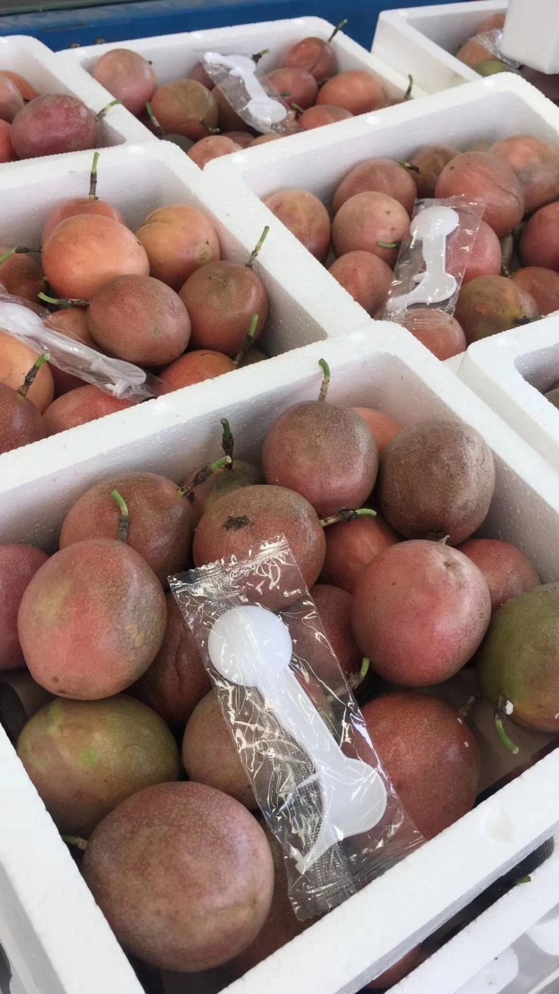 大量供应广西百香果，中大果