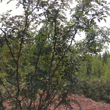 鲜花椒，