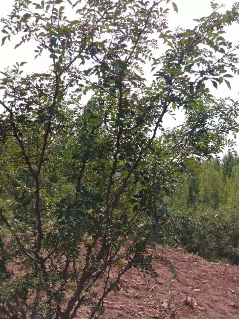 鲜花椒，