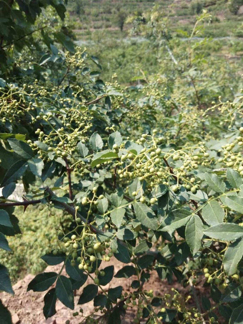 鲜花椒，