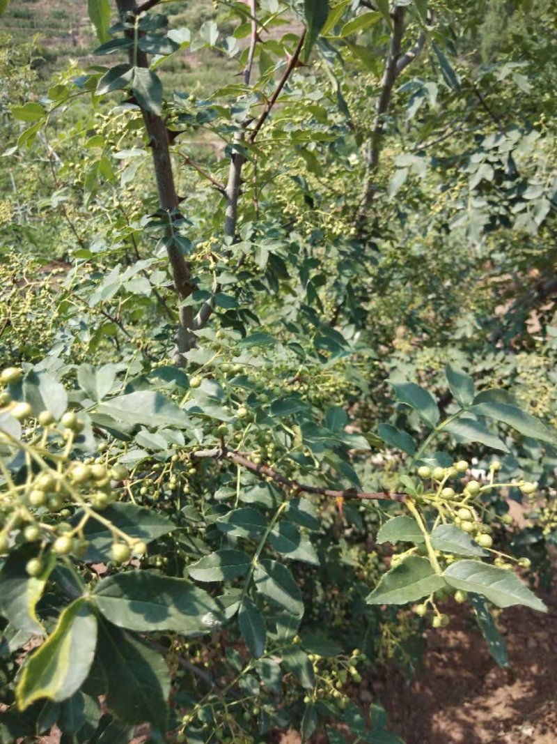 鲜花椒，