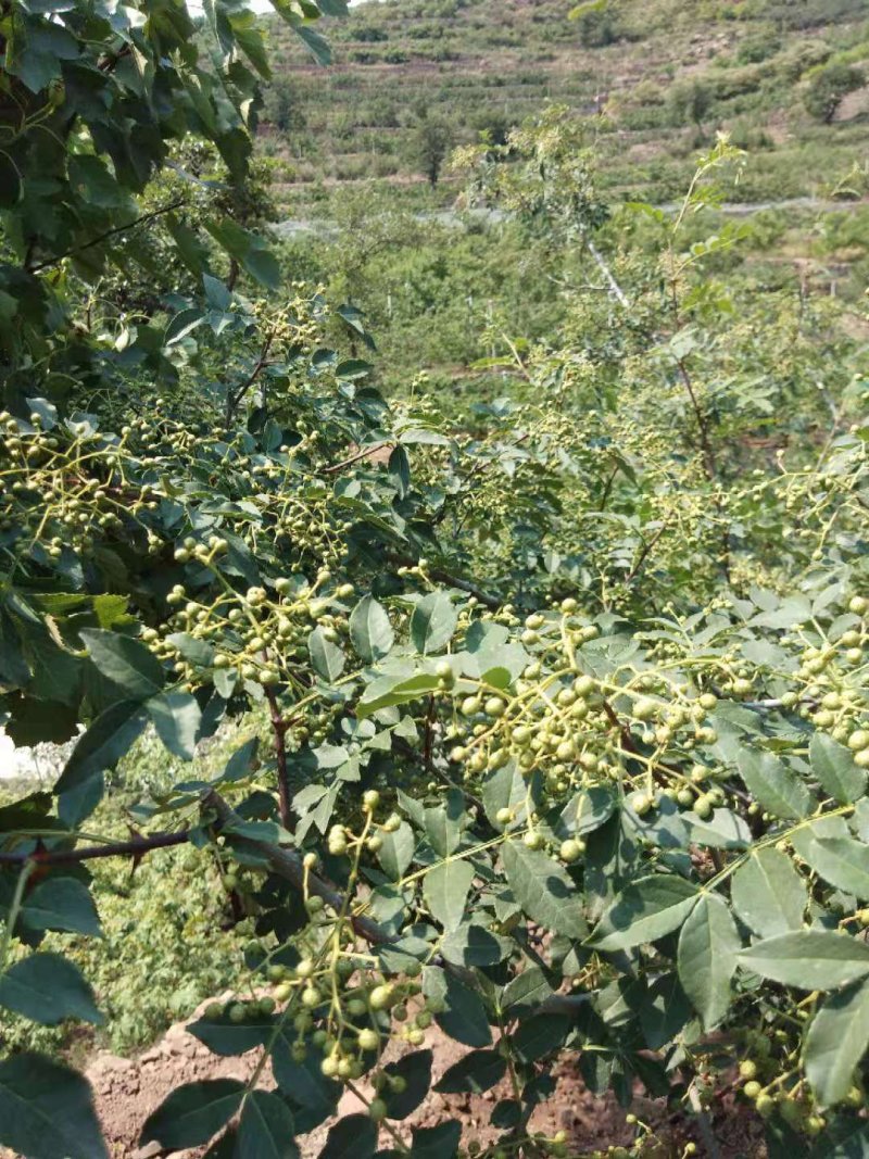 鲜花椒，