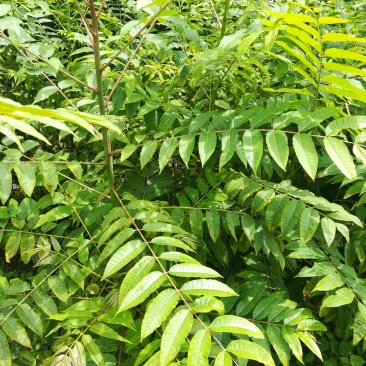 红油香椿树苗，椿树苗，早椿树苗