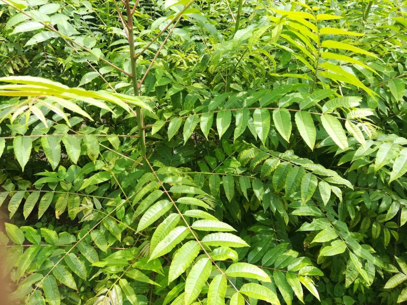红油香椿树苗，椿树苗，早椿树苗