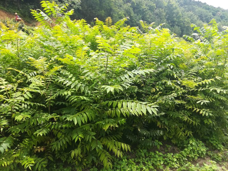 红油香椿树苗，椿树苗，早椿树苗