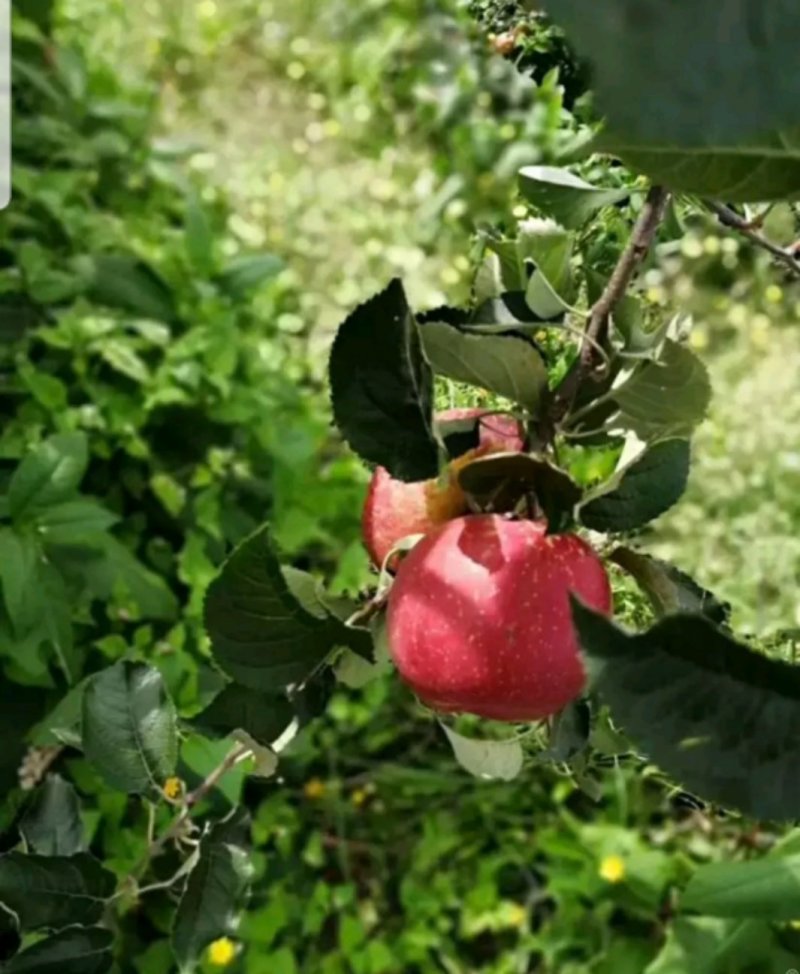 糖心苹果