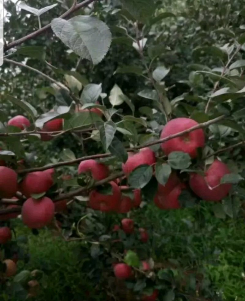 糖心苹果