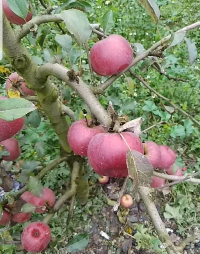 糖心苹果