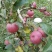 糖心苹果