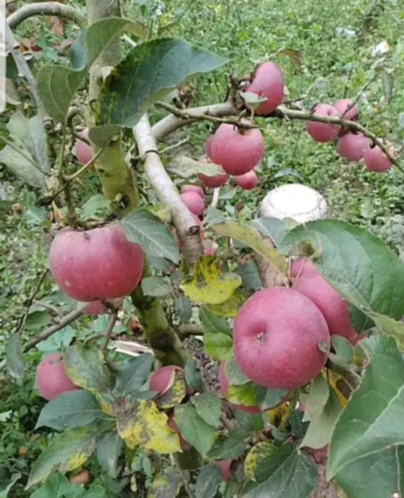 糖心苹果